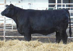 FF MS ROOKIE B578
