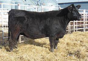 FF MS BEEF