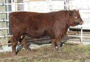FF BIG IRON