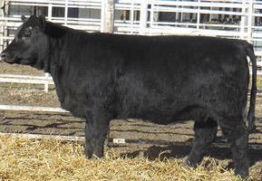 FF MS COWBOY CUT