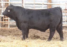 FF COWBOY CUT C1270