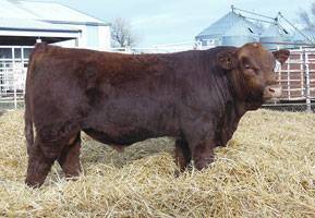 FF PRIME BEEF