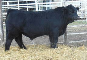 FF TC BEEF
