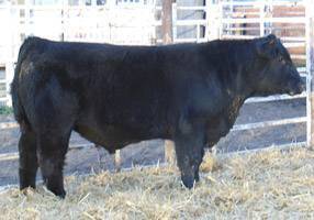 FF BIG THING C943