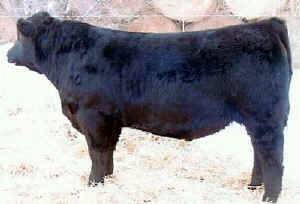 bull001.jpg (25276 bytes)