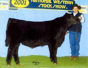 bull002.jpg (29273 bytes)