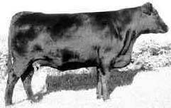 985e.jpg (19663 bytes)