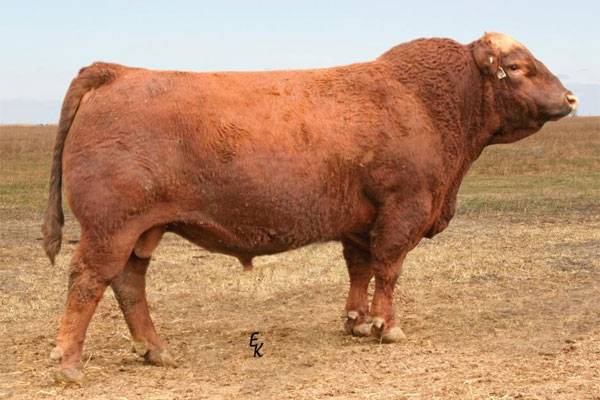 Bormann Red Angus - Simmental • Simmental Sires