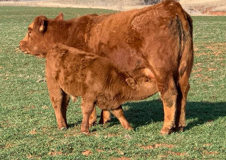 Calf Heifer